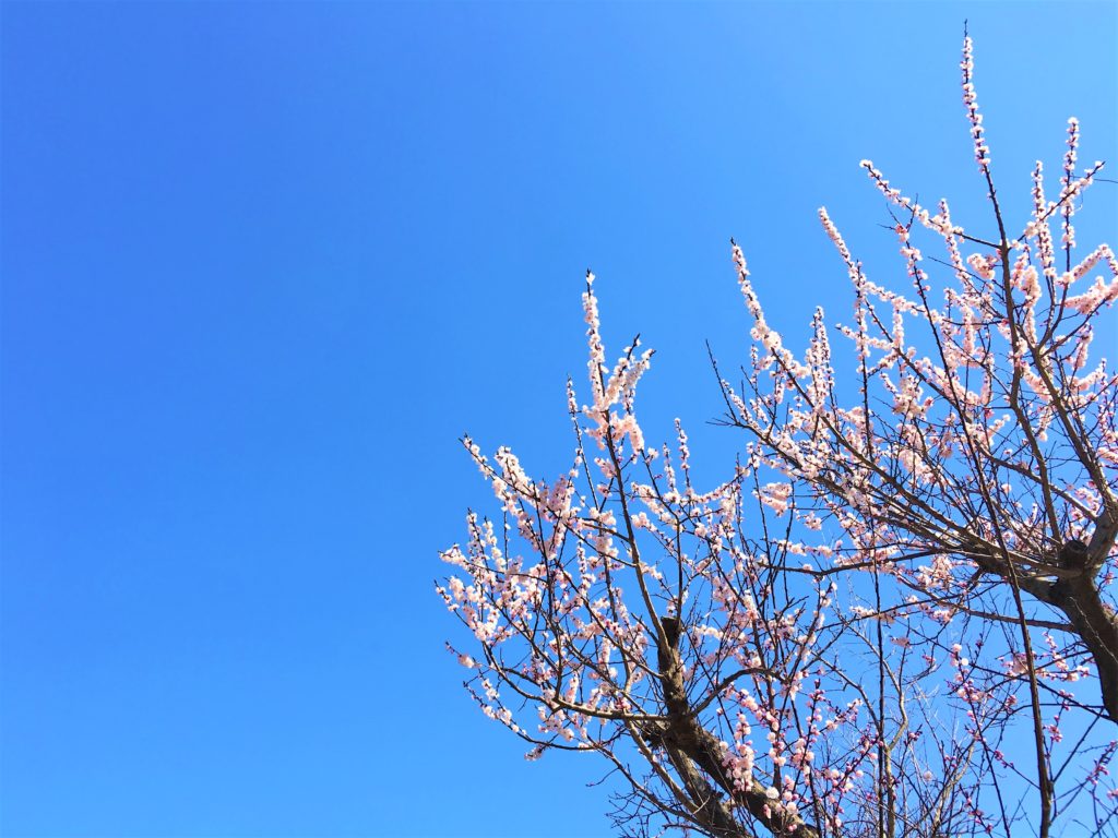 梅の花と青空