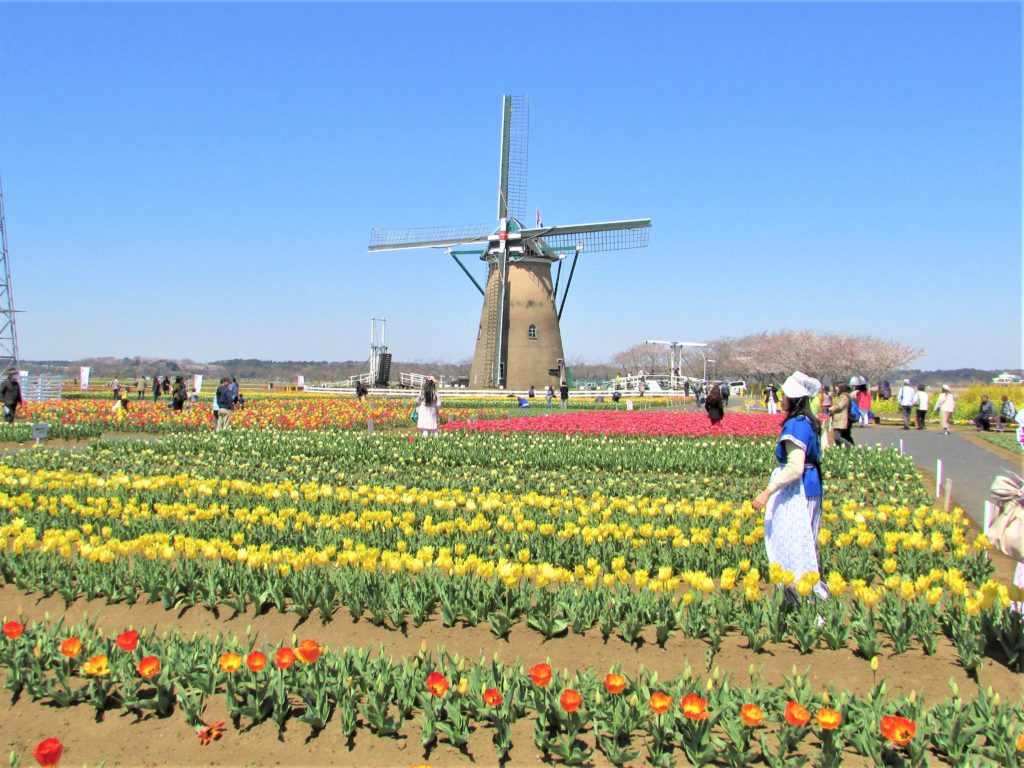 sakura tulip festa2019(3)
