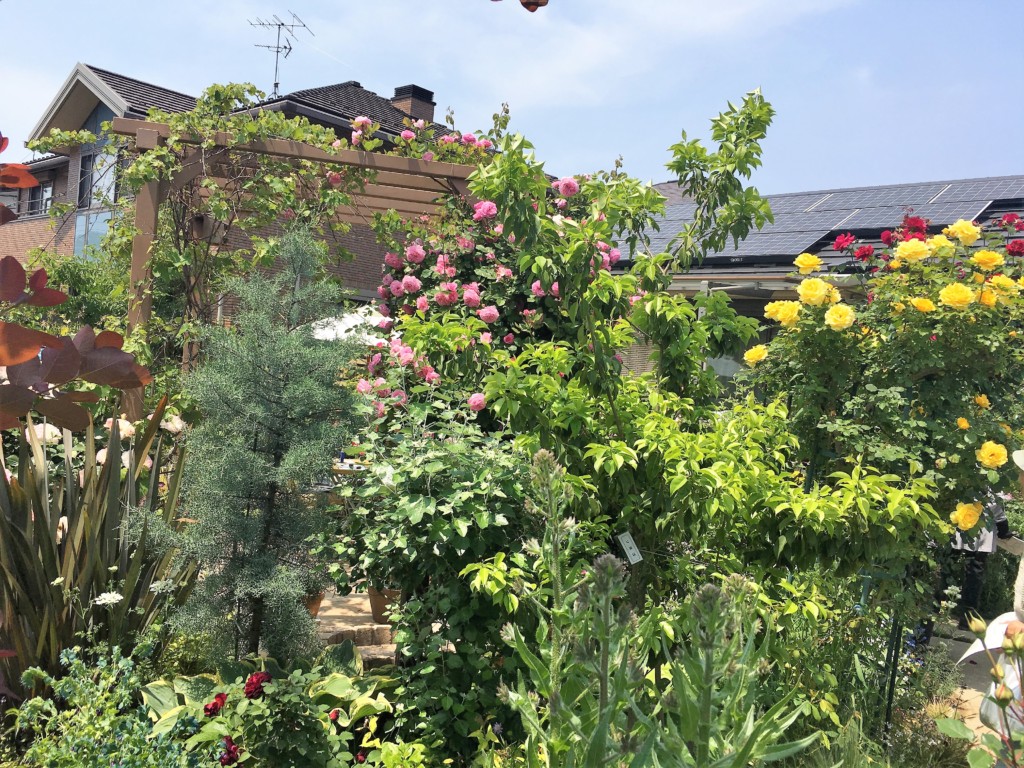 nagareyama open garden 2019 (9)