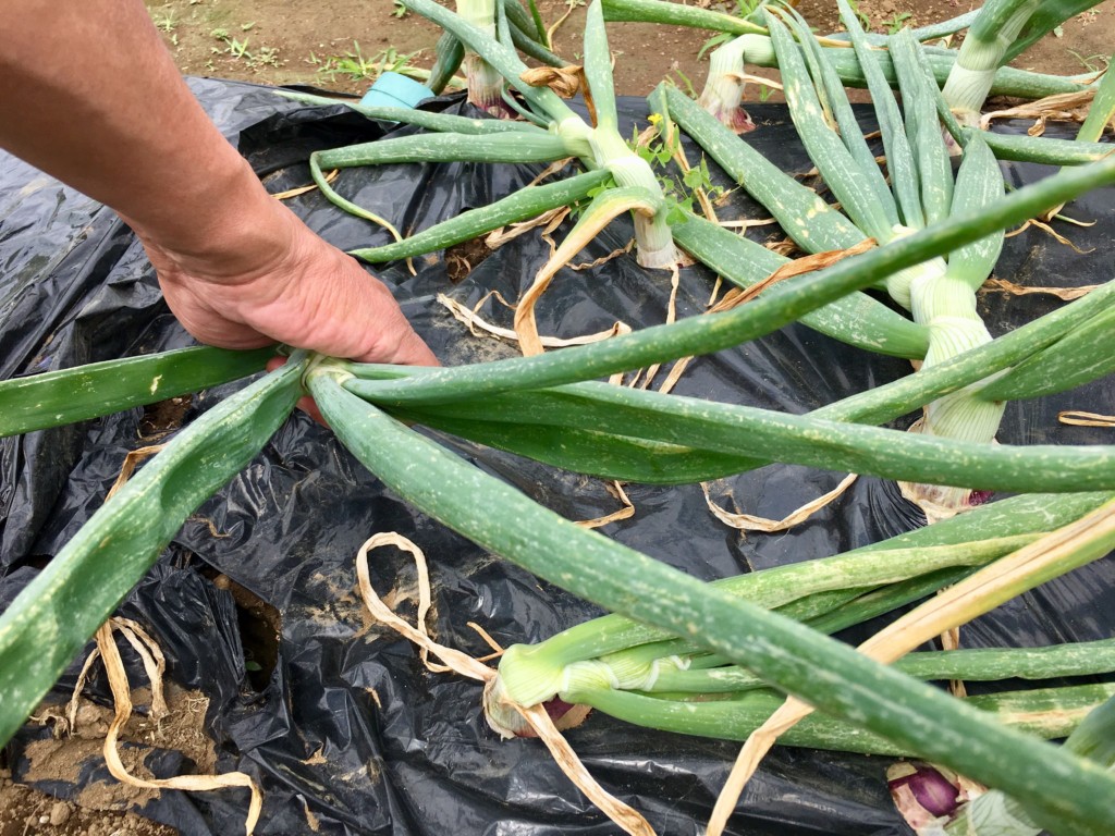 玉ねぎの後作に最適な６つの野菜 リレー栽培で生育促進と病気の予防 カジトラ