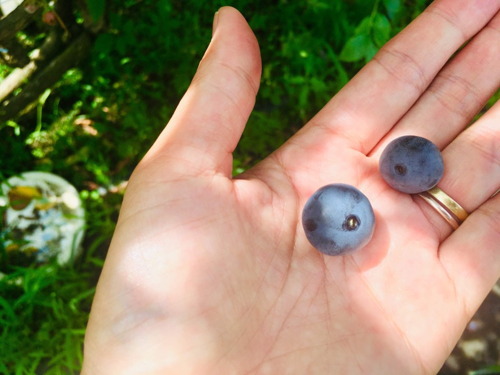 blueberry (4)