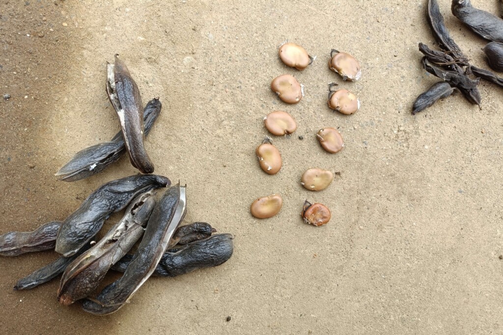 20251112_soramame kj (1)