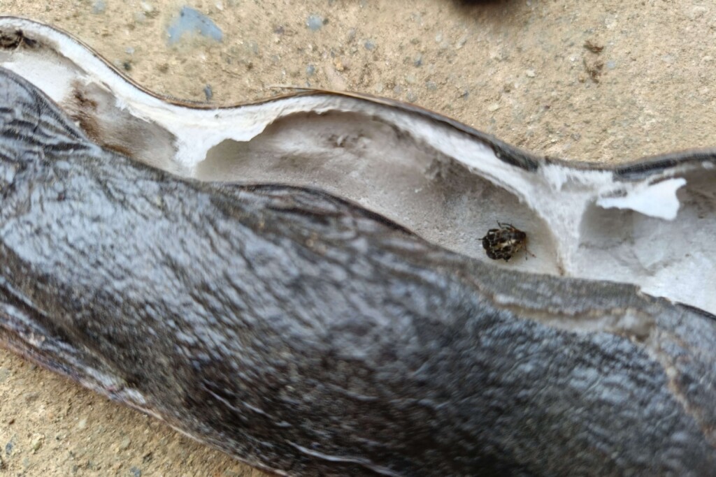 20251112_soramame kj (3)