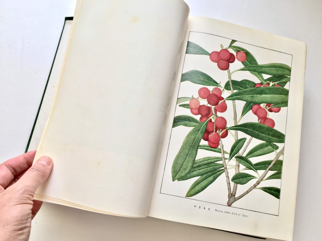 牧野富太郎の日本植物図鑑を50年ぶりに手に入れた | カジトラ