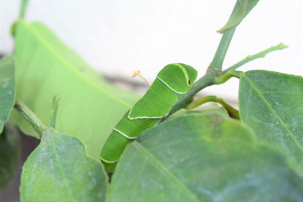 lemoncompanionplants,kiageha (1)