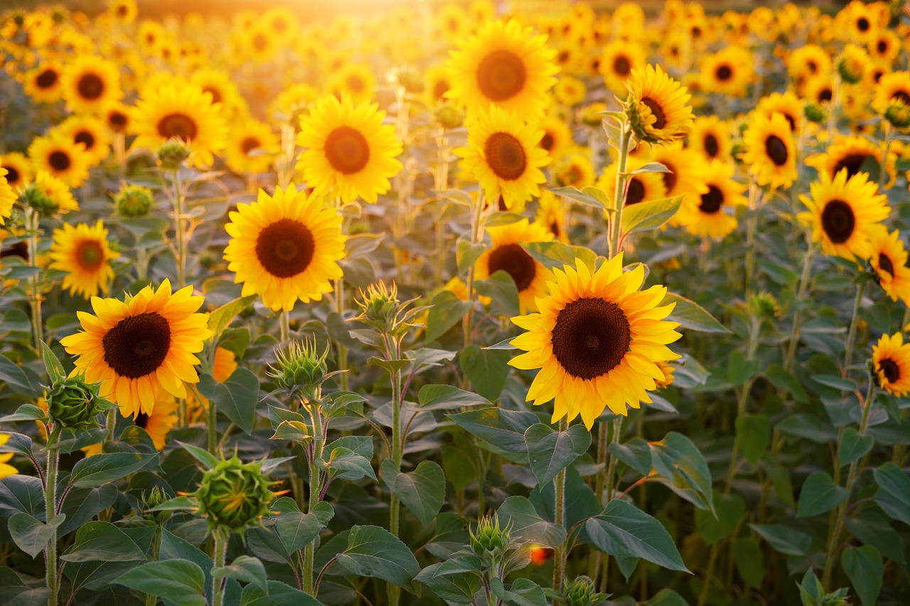 Sunflower, Barrier crops