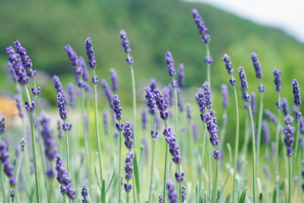 English-lavender