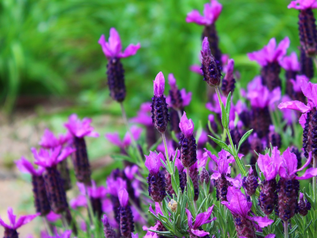 French-lavender