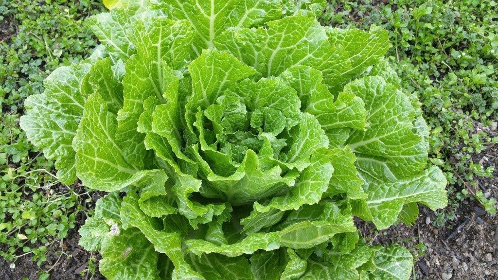 chinese-cabbage-2