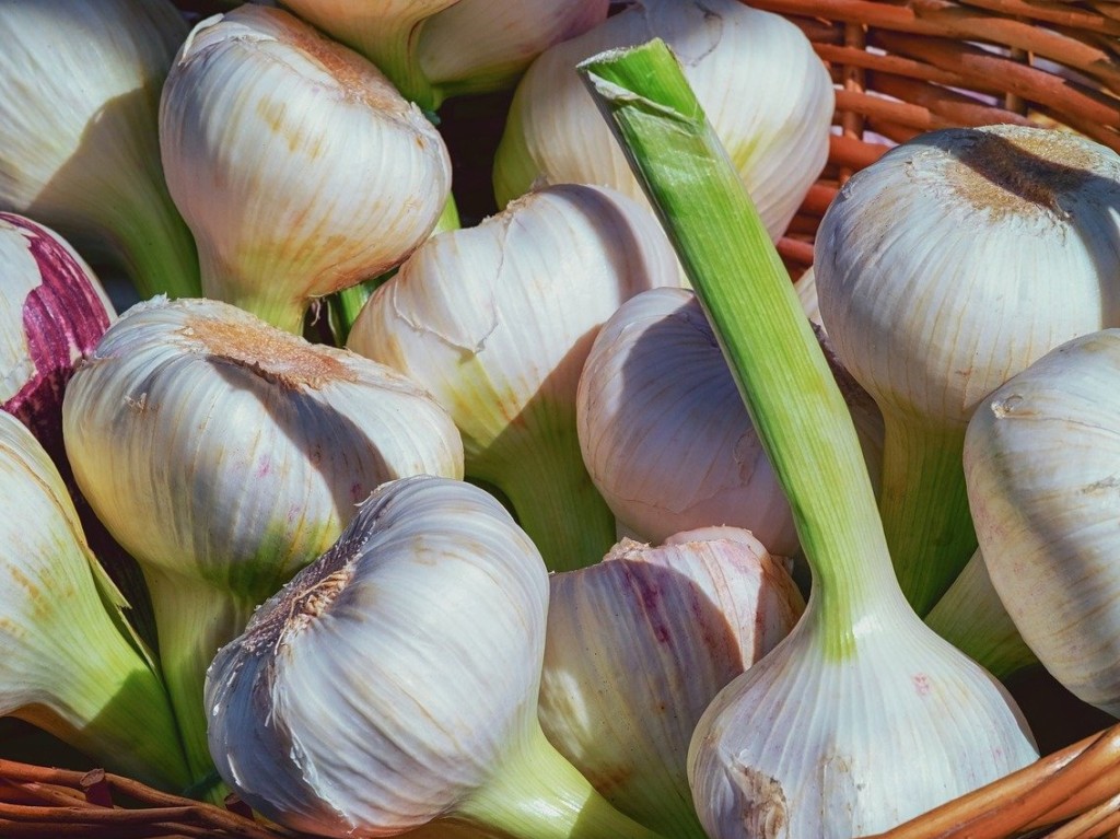 garlic-2