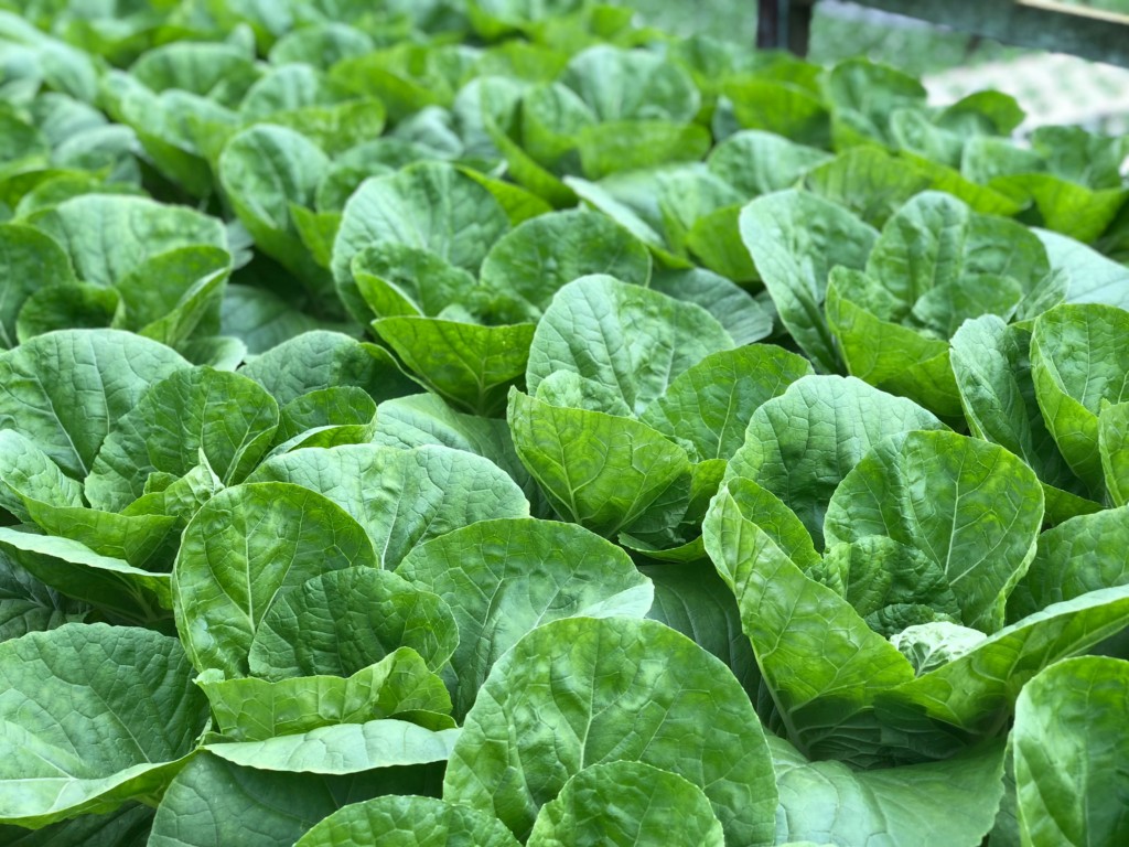 lettuce (11)