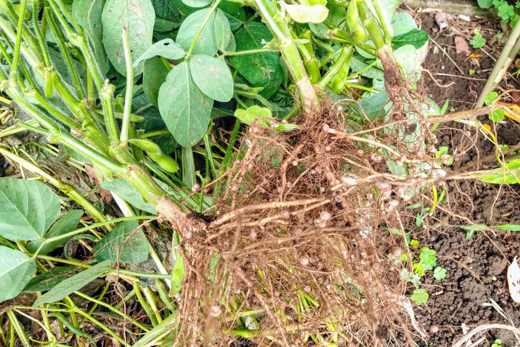 捨てないで 枝豆収穫後の処理方法 根 茎 葉を後作野菜に有効利用 カジトラ
