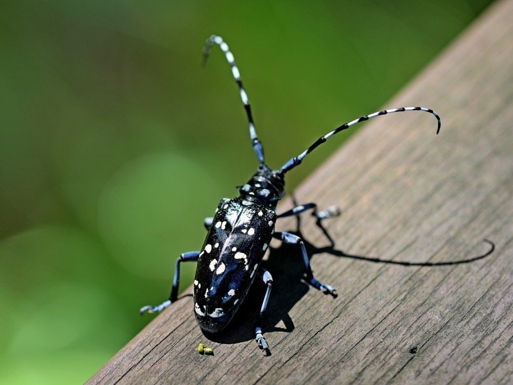 Horned beetle_gomadarakamikirimushi