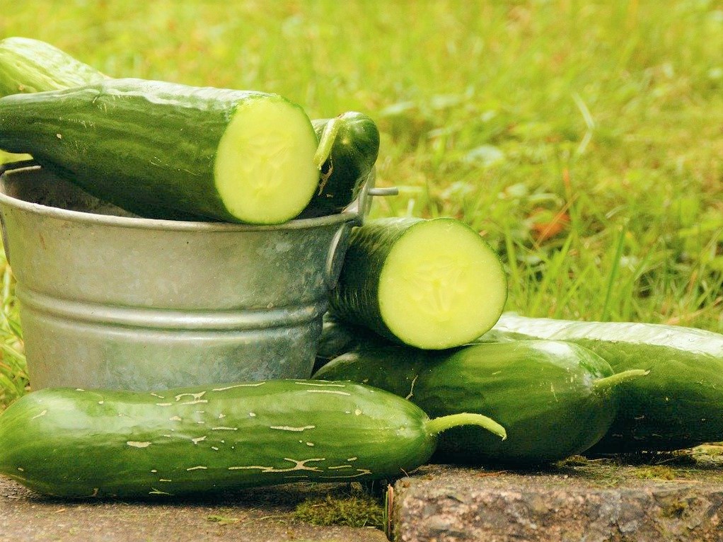 cucumbers-5