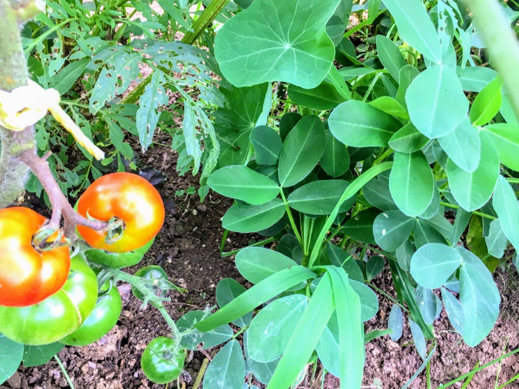 トマトのコンパニオンプランツは マルチ代わり 害虫忌避 生育促進効果の野菜をご紹介します カジトラ
