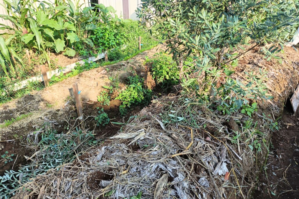 20250918_jagaimo kj2