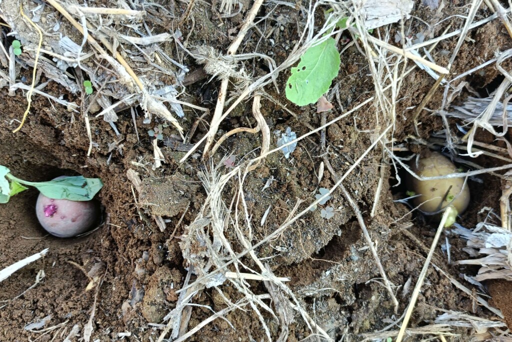 20250918_jagaimo kj3