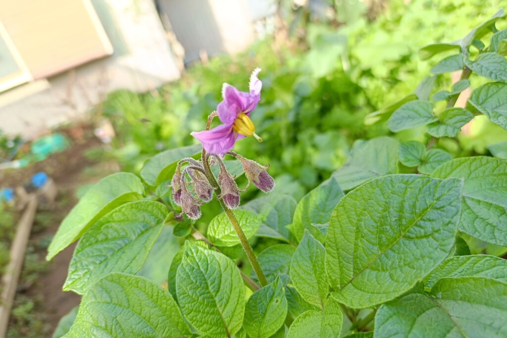 20251105_jagaimo kj2