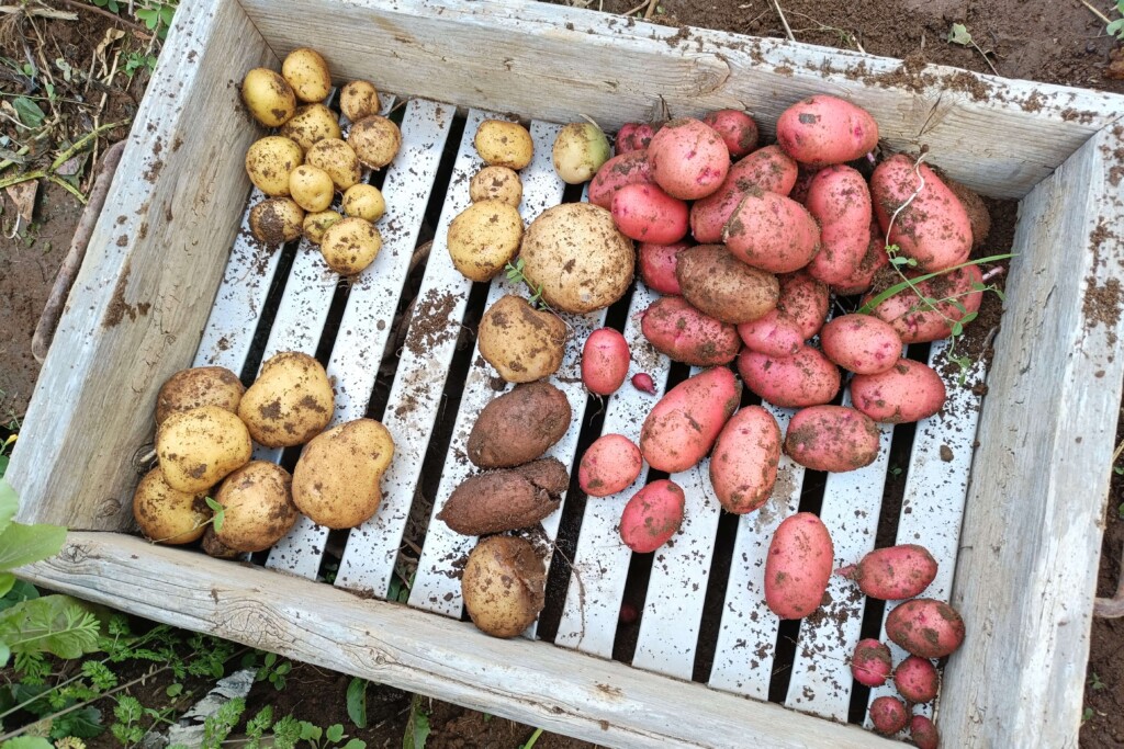 20251219_jagaimo kj2