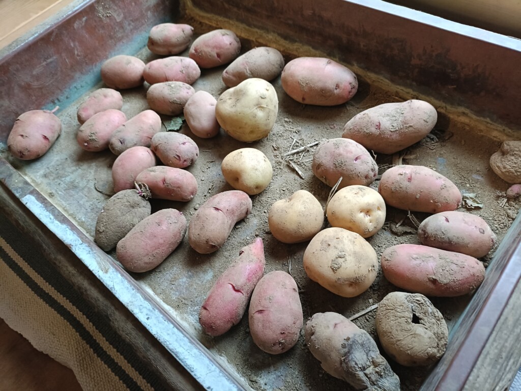 20260211_jagaimo potato kj