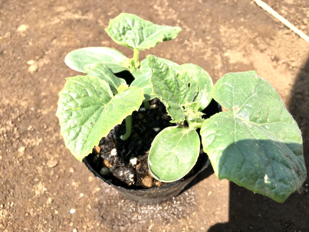 growing-cucumber-2020.4 (9)