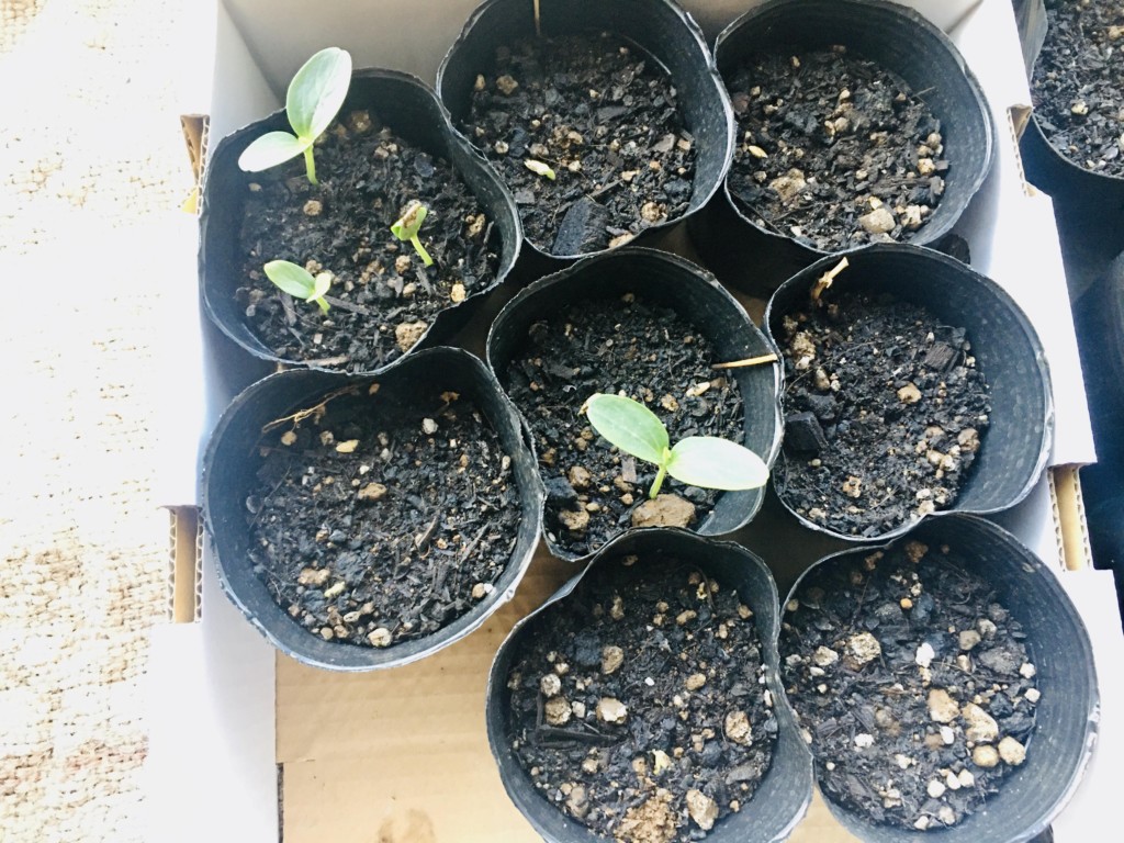 growing-cucumber-2020.4.8