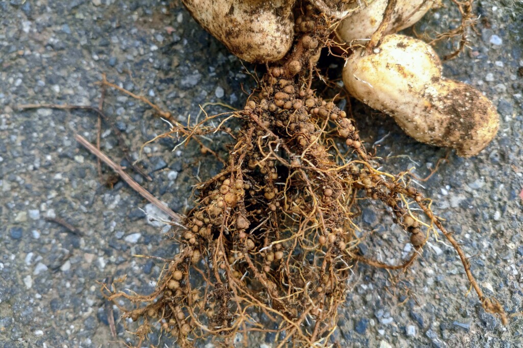 rakkasei,peanuts,konryukin (14)kj