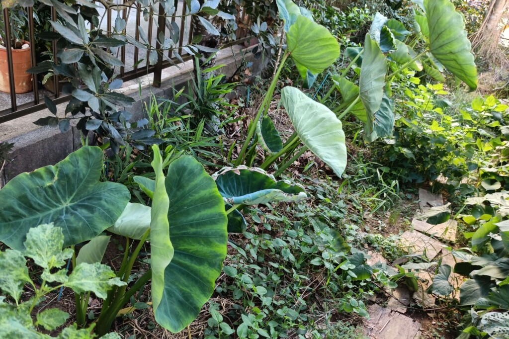 20251015_satoimo syoga kj