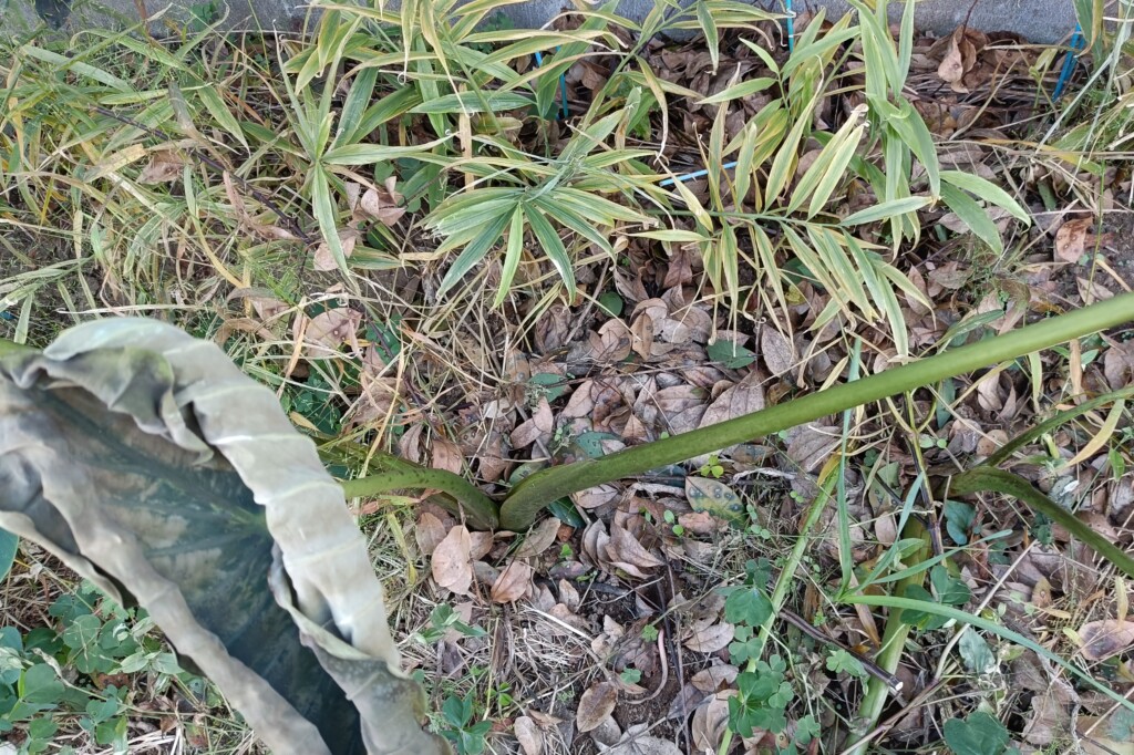 20251210_satoimo syoga shoga ginger kj