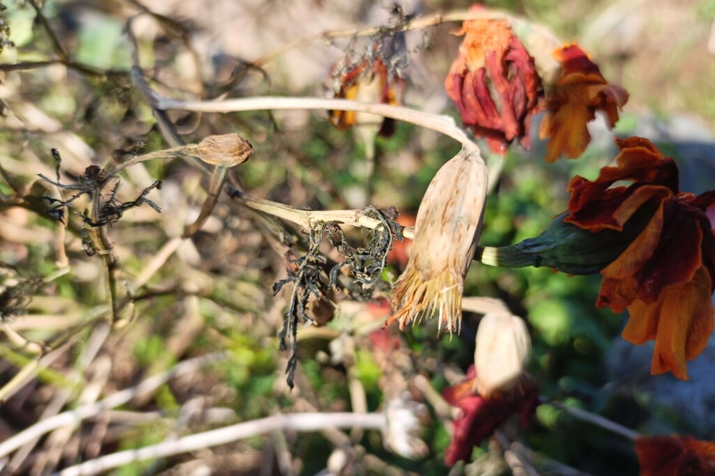 20251219 daiso marygole kj (1)