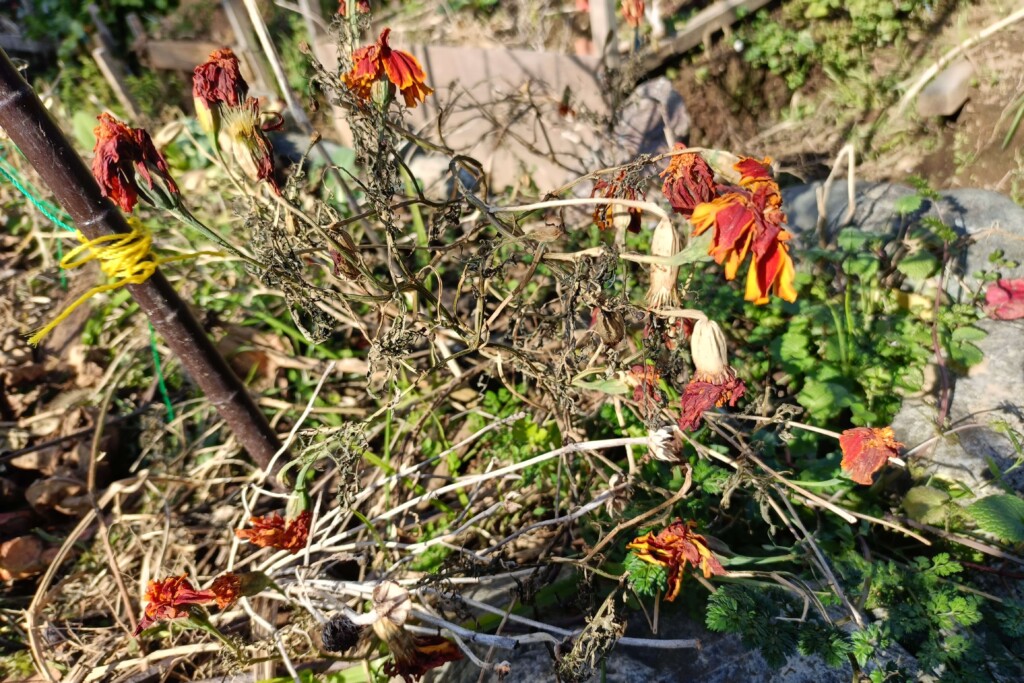 20251219 daiso marygole kj (2)