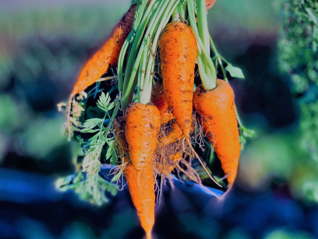 carrots-3