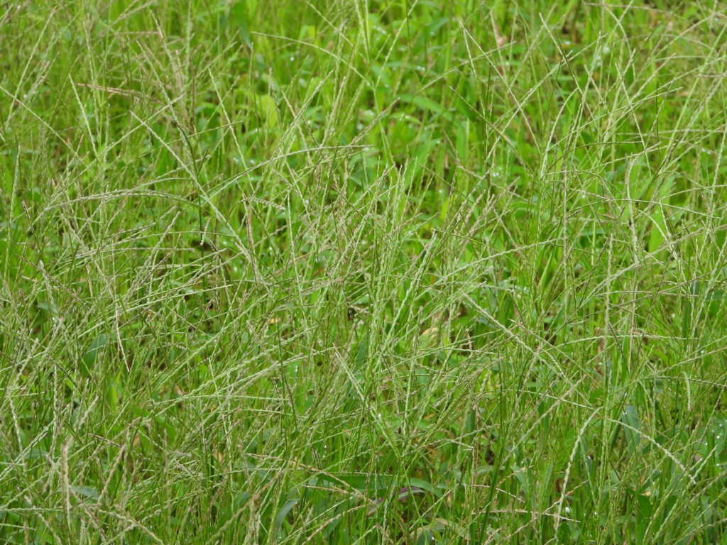 grass,weed,mehishiba,メヒシバ