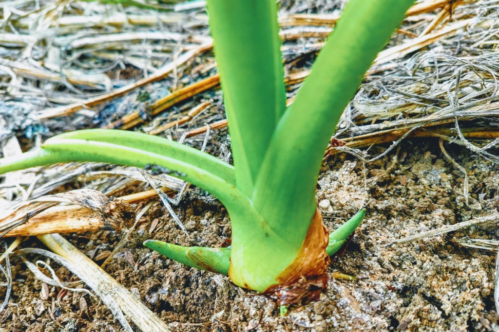 サトイモ栽培のポイント 土寄せする理由 種イモ選びのコツ 日照り対策 肥料の種類をご紹介いたします カジトラ