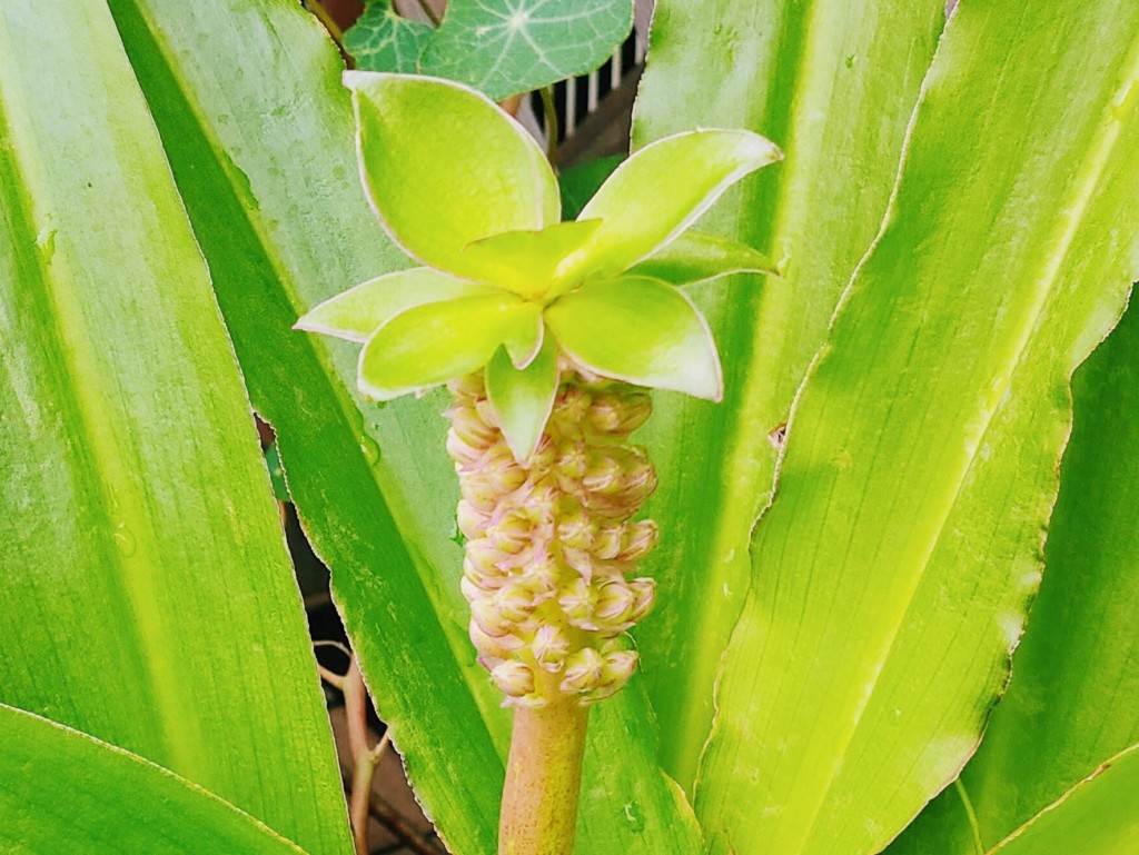 Pineapple lily (6)