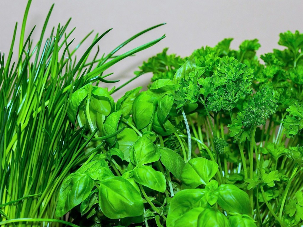 herb,chive,basil,parsley
