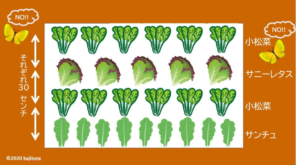 komatsuna,lettuce-3