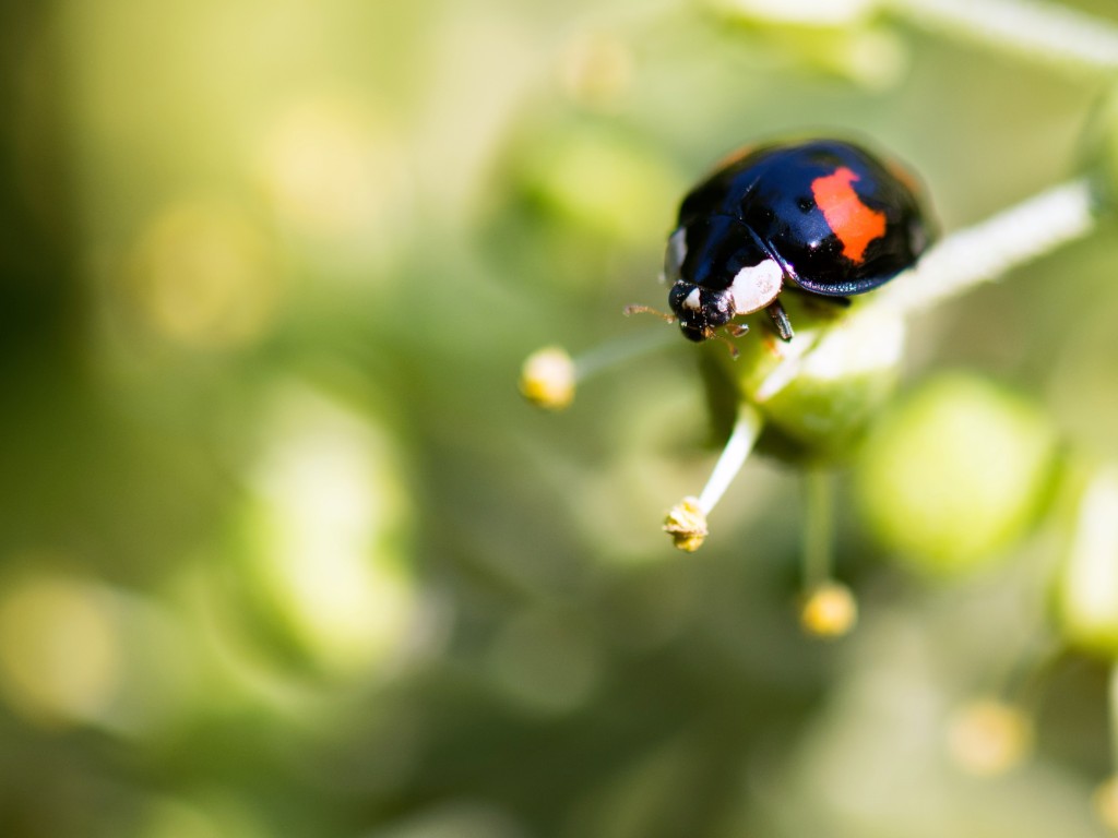 ladybird,namitento