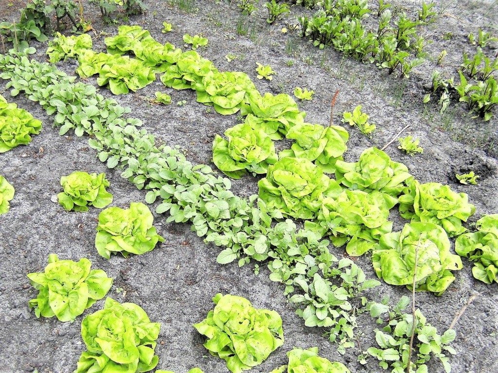 lettuce,daikon