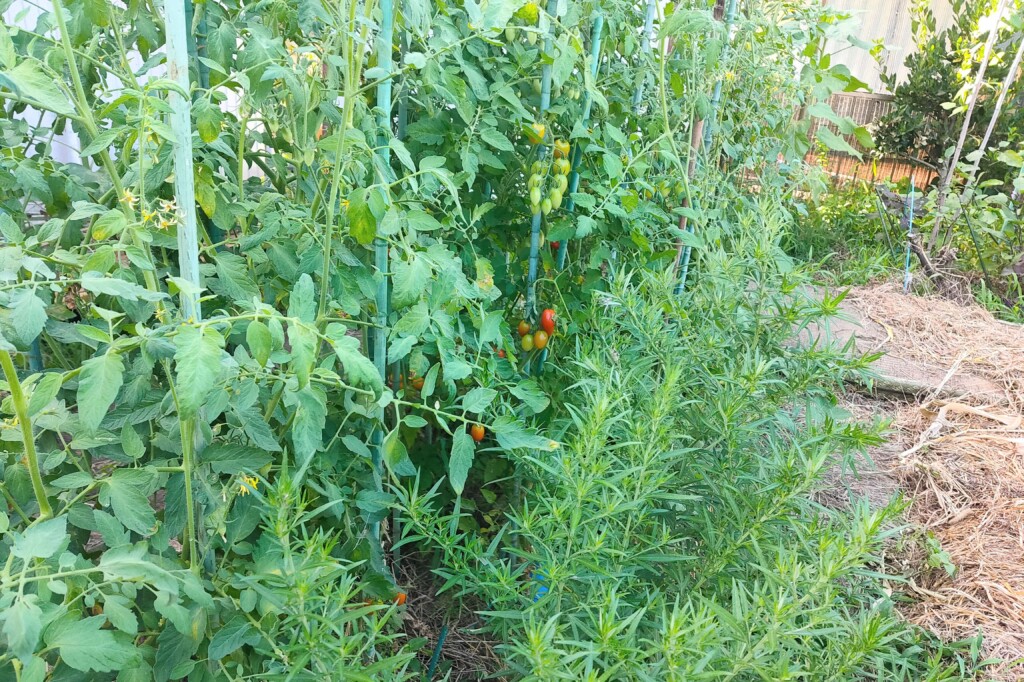 tomato,yomogi,companionplants-1kj