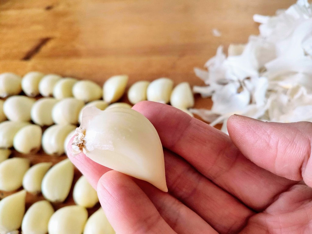 garlics (10)