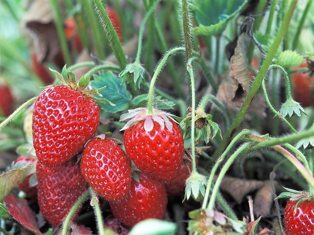 strawberries-11