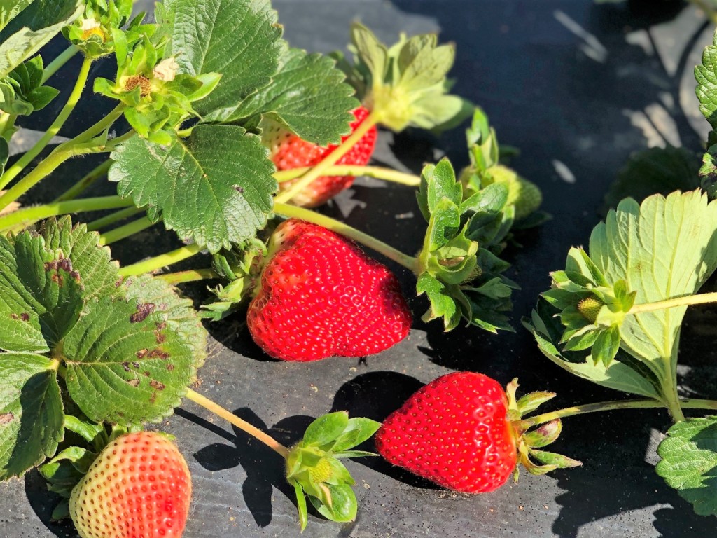 strawberries-7