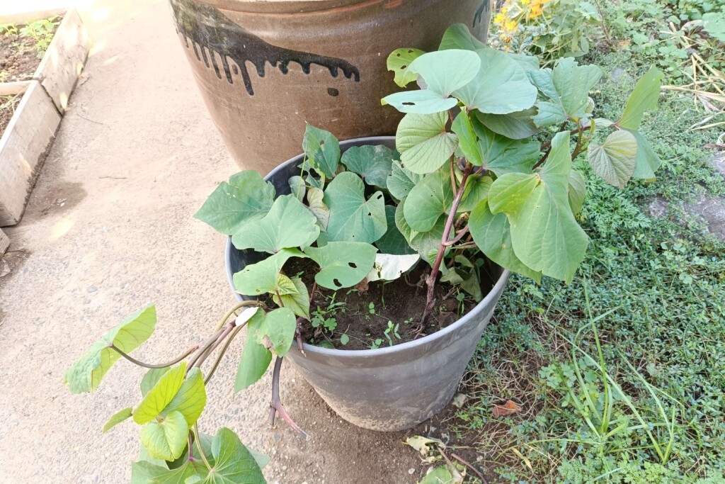 20251015_satsumaimo kj