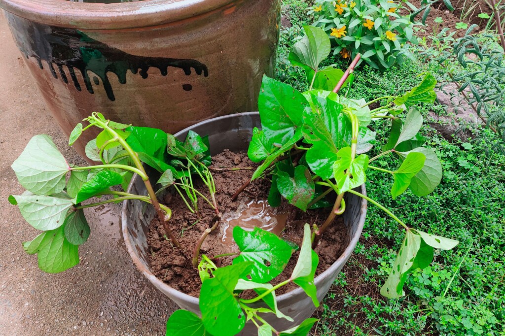 20251015_satsumaimo kj