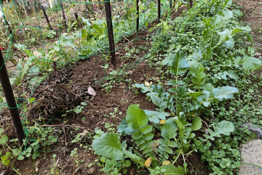 20251210_satsumaimo daikon kj