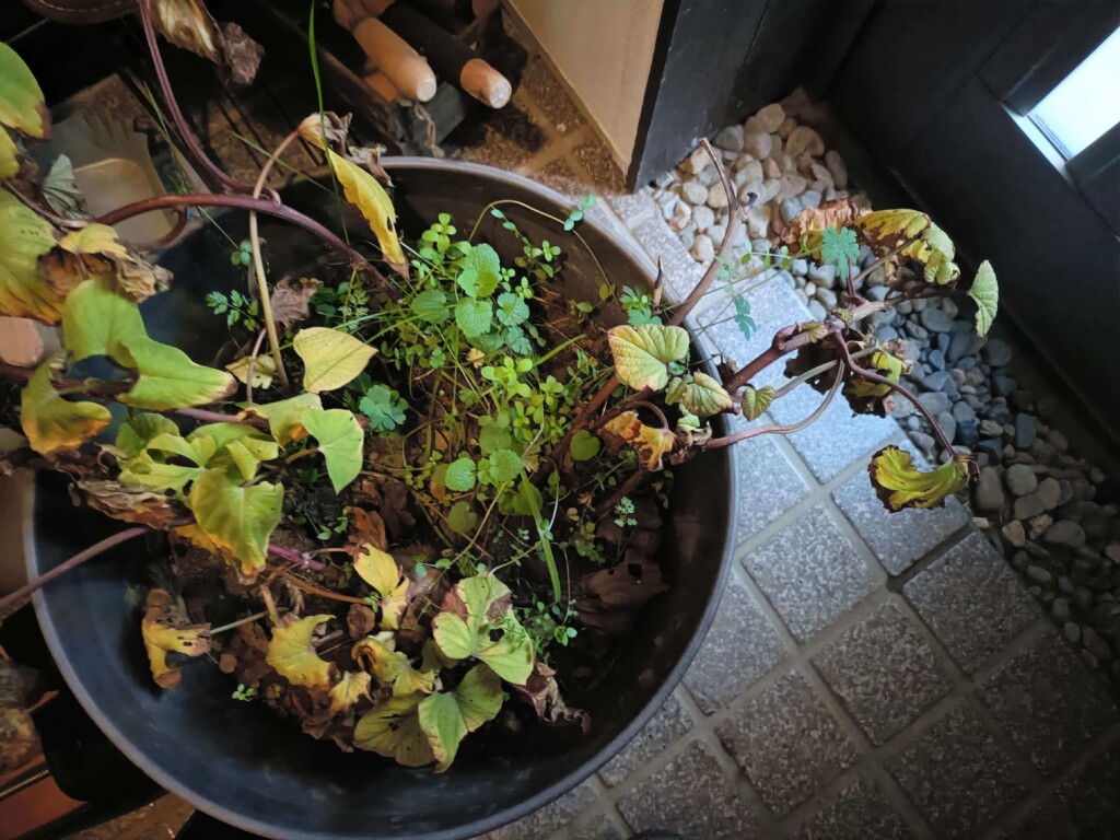 20260211_satsumaimo kj