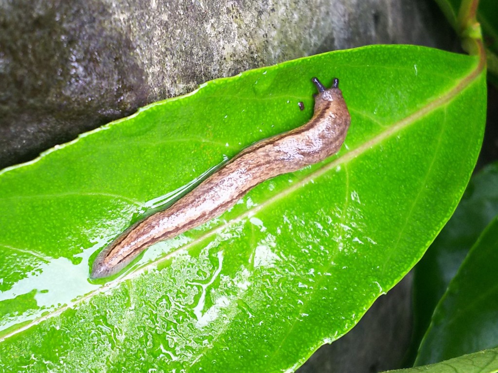 Slug-4