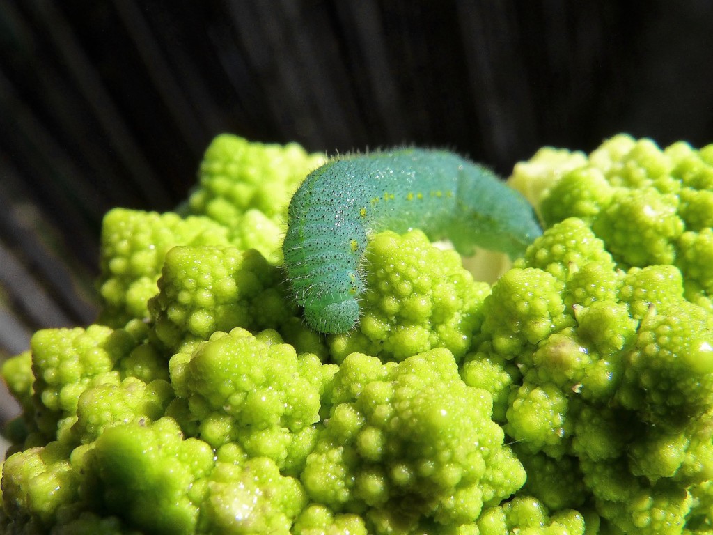 caterpillar,aomushi,broccoli