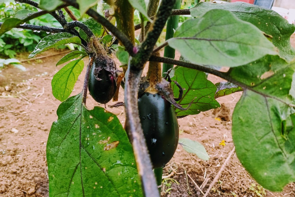 nasu,koshinsentei,eggplants-20201030